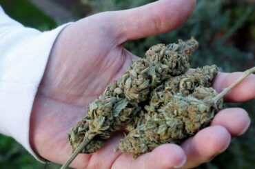 marijuana
