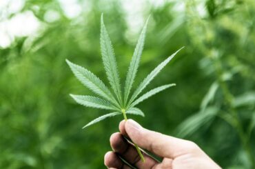 Cannabis