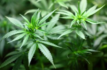 What are cannabis terpenes?