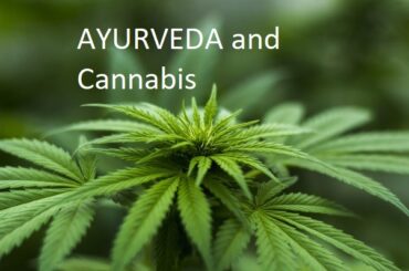 Cannabis and Ayurveda