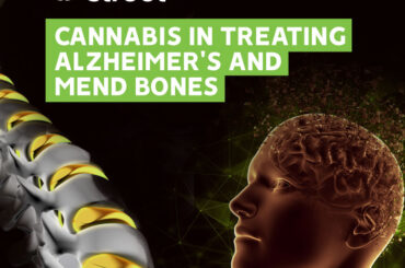 Cannabis in treating Alzheimer’s and mending bones