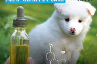 Benefits of Hemp Oil in Pet Care