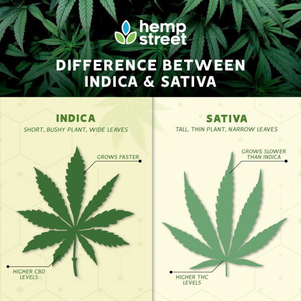 Difference between Indica and Sativa - Hempstreet