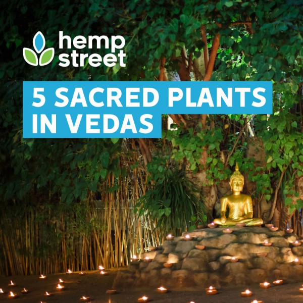 5-sacred-plants-in-vedas-hempstreet