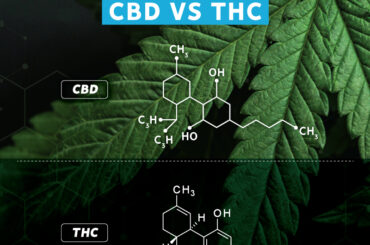 CBD vs THC
