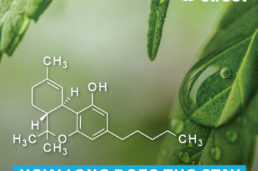 How long does THC remain in our body