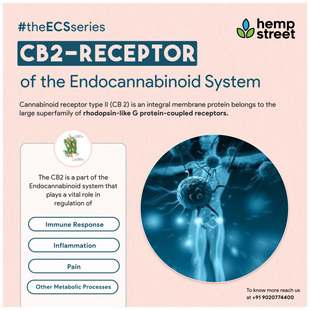 CB2 Receptor