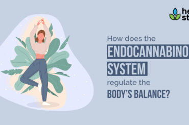 ECS regulate the Body's Balance