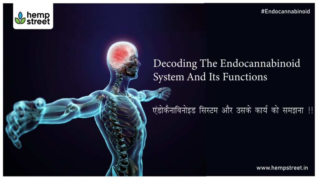 Decoding The Endocannabinoid System And Its Functions
