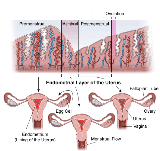 Menstrual Cycle 