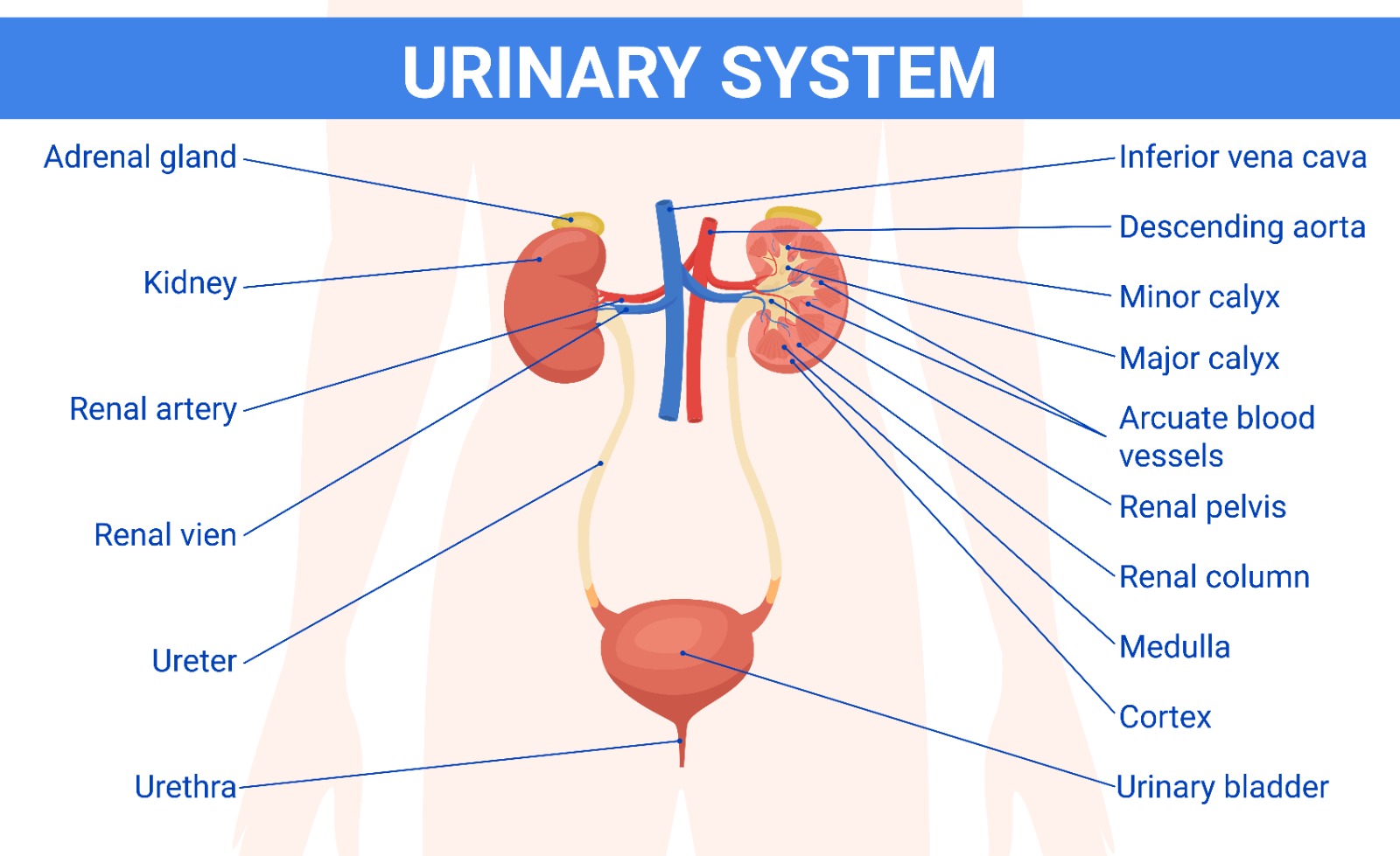 Diagrammatic representation of the Urinary System